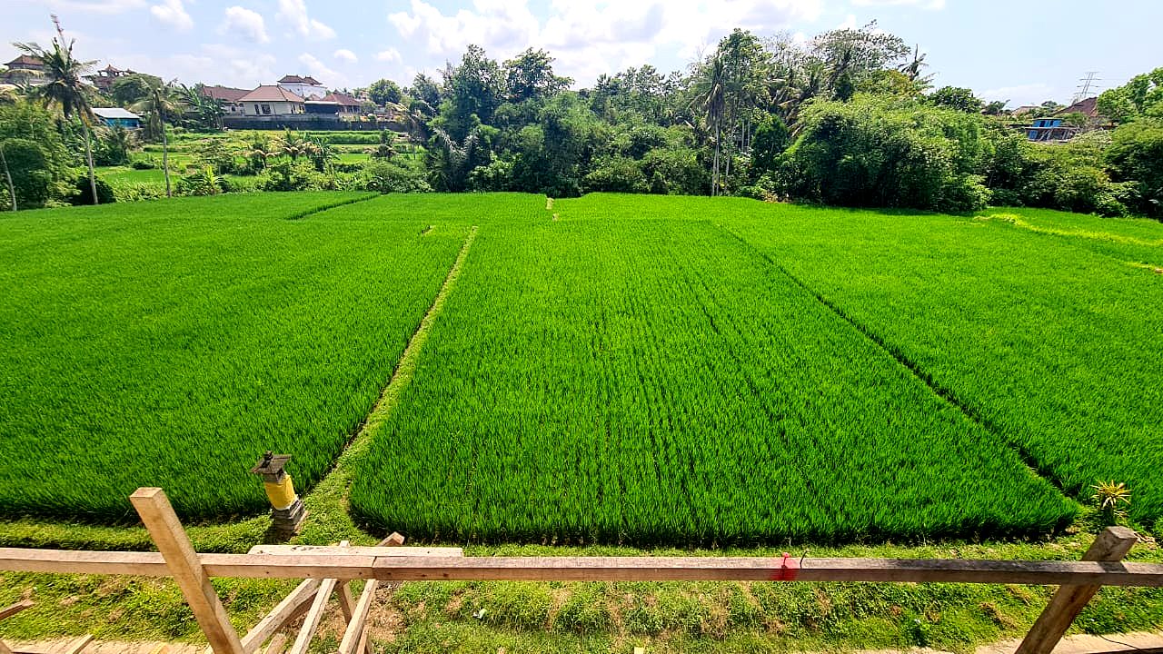 Real photograph of the rice field view from the Kalyra site